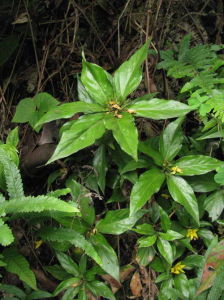 峨眉螺序草（原變種）