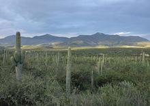 特瓦坎-奎卡特蘭山谷：中部美洲的原始棲息地