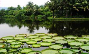 中國科學院西雙版納熱帶植物園