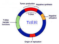 生物技術藥與基因工程藥物