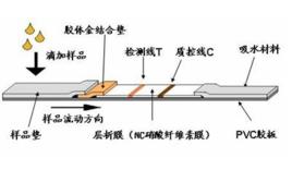 免疫膠體金