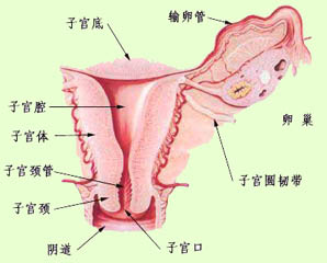 （圖）宮頸出血