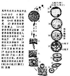 尾崎氏絲足蟲的生活史