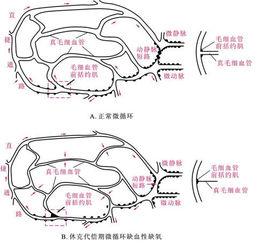 血管床