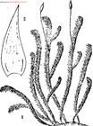 朝鮮白齒蘚