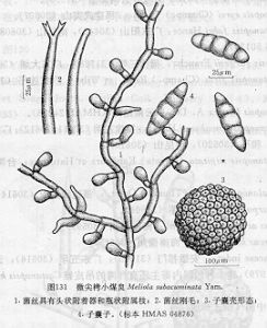 微尖栲小煤炱