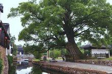 薛家山村[山西省呂梁市臨縣劉家會鎮下轄村]