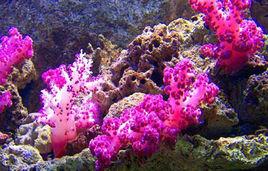 徐聞珊瑚礁自然保護區