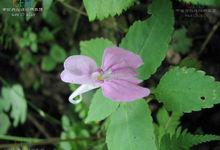 黃金鳳[鳳仙花科鳳仙花屬植物]