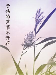 受傷的蘆葦不開花