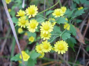 甘野菊