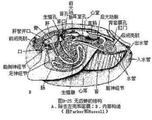 掘足類