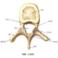 屈頸試驗