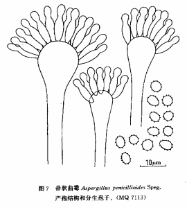 帚狀麴黴