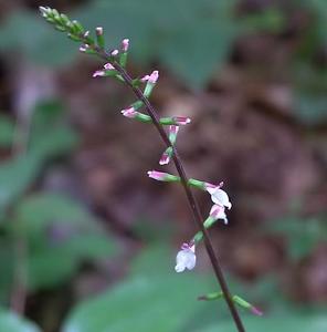 透骨草(圖3)