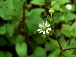 鵝腸草