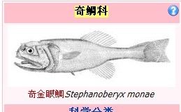 奇金眼鯛(Stephanoberyx monae)