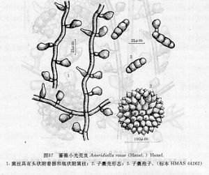 薔薇小光殼炱