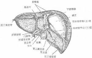 肝錯構瘤