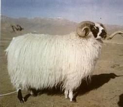 三江型西藏羊