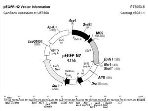 pEGFP-N2