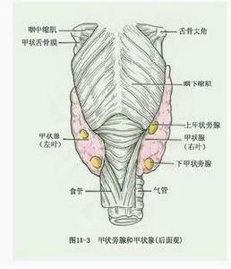 甲亢放射性碘治療