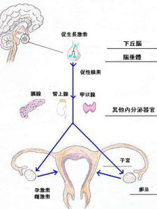 閉經