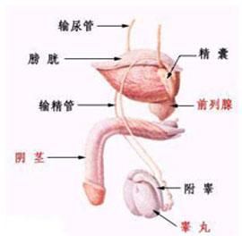 附睪炎