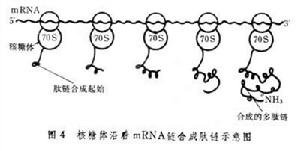 蛋白質生物合成