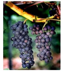 Petit Verdot