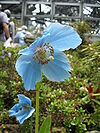 Meconopsis grandis1.jpg