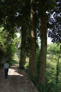 四川金絲楠樹