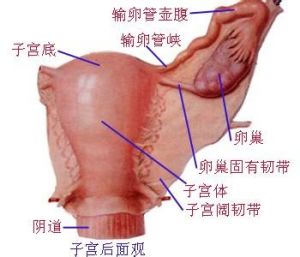 白帶異常