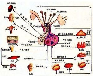 肝陰虛