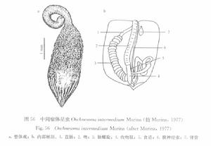 中間瘤體星蟲