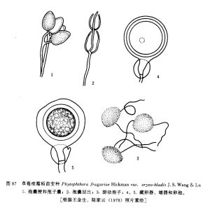 草莓疫霉稻苗變種