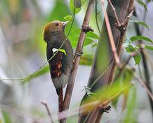 竹啄木鳥東南亞種