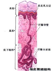 自體成纖維細胞