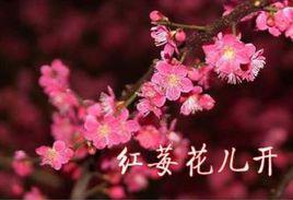 紅莓花兒開[俄羅斯歌曲]