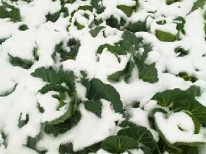 蔬菜在冰雪天氣中保持葉子鮮綠