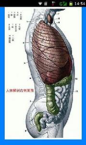 高清人體全圖