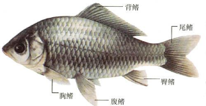 鯽魚