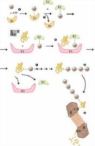 蛋白質的酶促降解