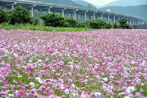 企嶺桑格花海圖