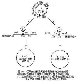 重組子