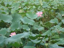 蓮花[屬於蓮科的草本植物]