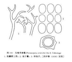 無緣草霜霉