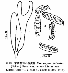 掌狀花耳小型變種