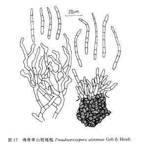 雞骨常山假尾孢