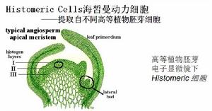 Histomeric Cells海皙曼動力細胞